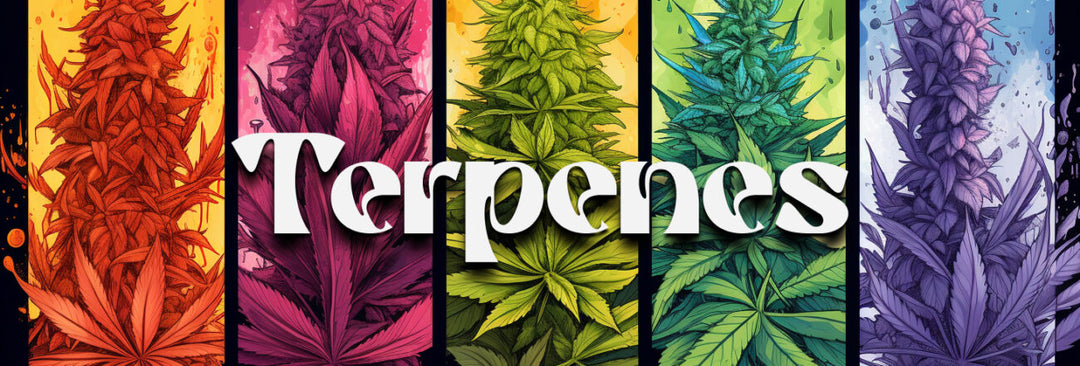 The Science of Terpenes: Unveiling the Aromas of Wellness